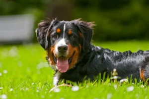 Urlaub_auf_dem_Bauernhof_Balou_Tiere_Mushardt_Hof_Katthusen_Hof_Lafrenz_Cuxhaven_Altenbruch_Otterndorf