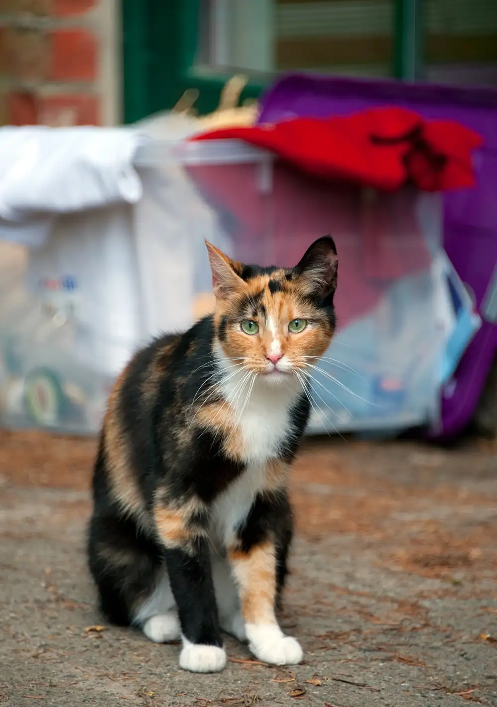Urlaub_auf_dem_Bauernhof_Katze_Familienurlaub_Mushardt_Hof_Katthusen_Hof_Lafrenz_Cuxhaven_Altenbruch_Otterndorf