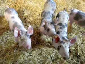 Bauernhofurlaub_Erlebnisbauernhof_Ferien_Bauernhof_Nordsee_Altenbruch_Cuxhaven_Altenbruch_Hof_Katthusen_Hof_Lafrenz_Mushardt