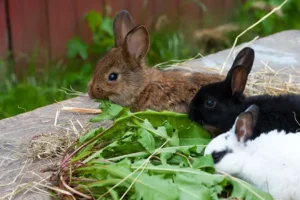 Erlebnisbauernhof_Familienurlaub_Ferienwohnung_Nordsee_Altenbruch_in_der_Naehe_Hof_Katthusen_Hof_Lafrenz_Mushardt