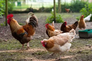 Ferienwohnung_Familienurlaub_Erlebnisbauernhof_Altenbruch_Cuxhaven_Altenbruch_Cuxhaven_Hof_Katthusen_Hof_Lafrenz_Mushardt