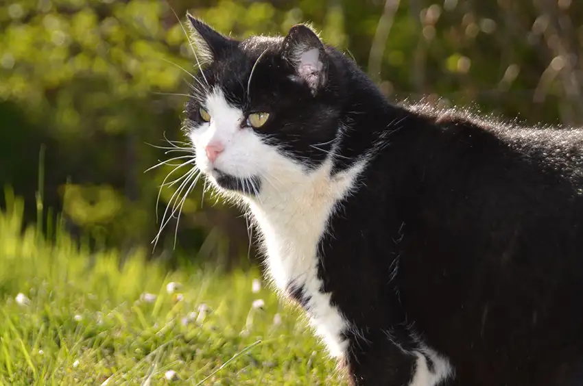 Katze_Landwirtschaft_Ferienwohnung_Otterndorf_Nordsee_in_der_Naehe_Hof_Katthusen_Hof_Lafrenz_Mushardt