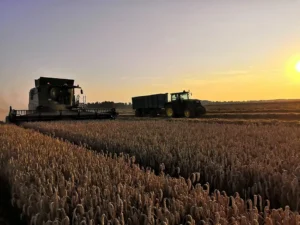 Urlaub_Bauernhof_Erlebnisbauernhof_Bauernhofurlaub_Otterndorf_in_der_Naehe_Altenbruch_Cuxhaven_Hof_Katthusen_Hof_Lafrenz_Mushardt