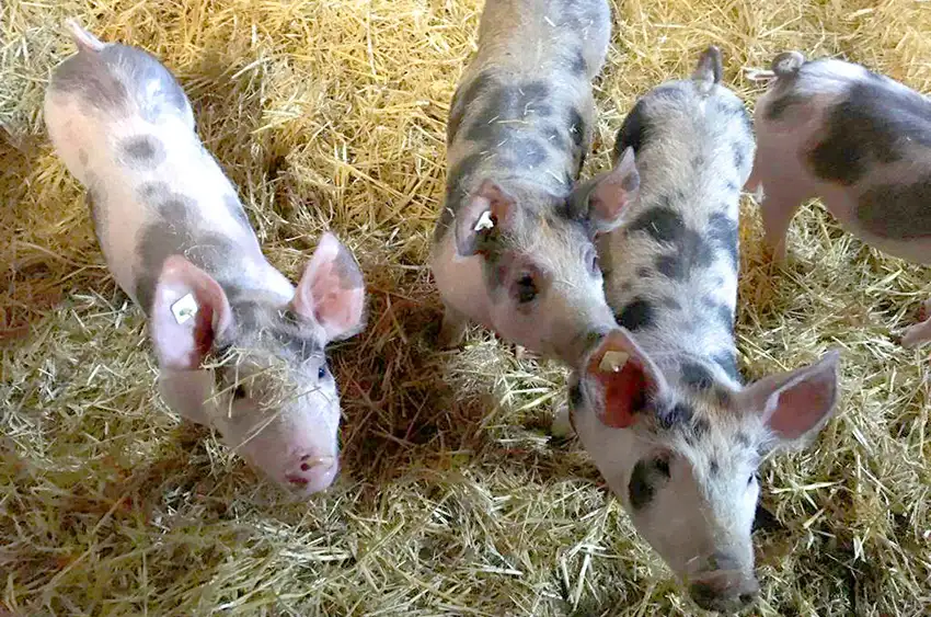 schweine_Familienurlaub_Kinderbauernhof_Cuxhaven_Nordsee_Altenbruch_Hof_Katthusen_Hof_Lafrenz_Mushardt