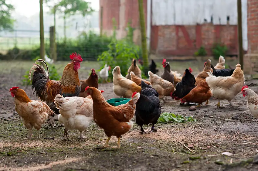 Bauernhof_Entdecker_Kurs_Hof_Katthusen_Otterndorf_Tiere_Landwirtschaft_Huehner