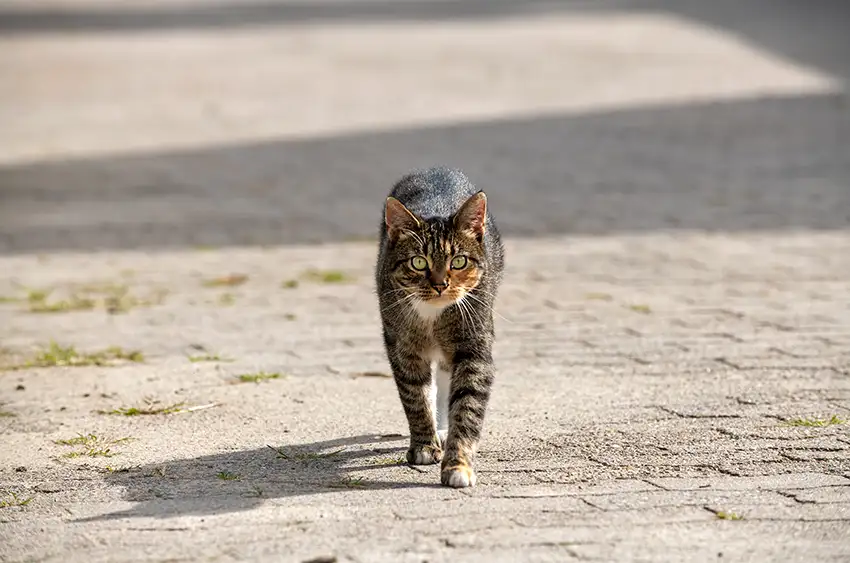 Bauernhof_Entdecker_Kurs_Hof_Katthusen_Otterndorf_Tiere_Landwirtschaft_Katze